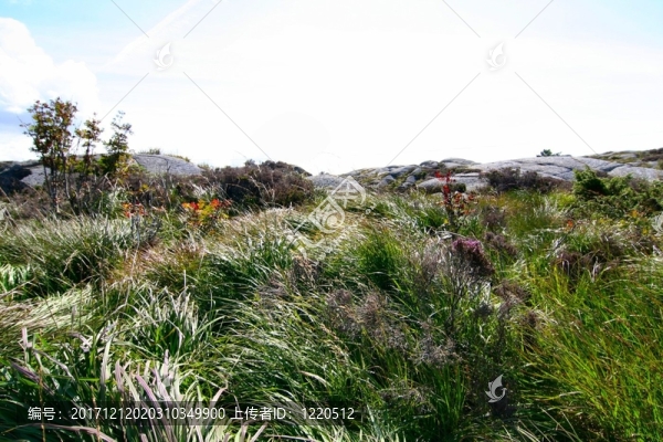 植被和景觀ryvarden,sveio挪威