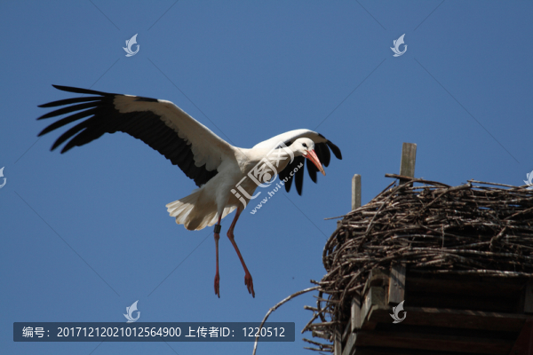 鳥