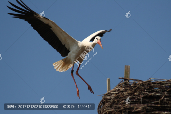 鳥