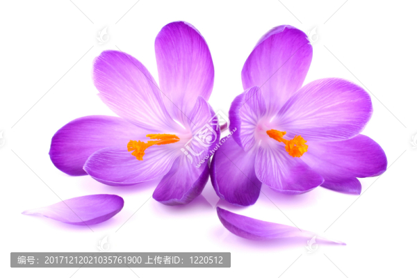番紅花4