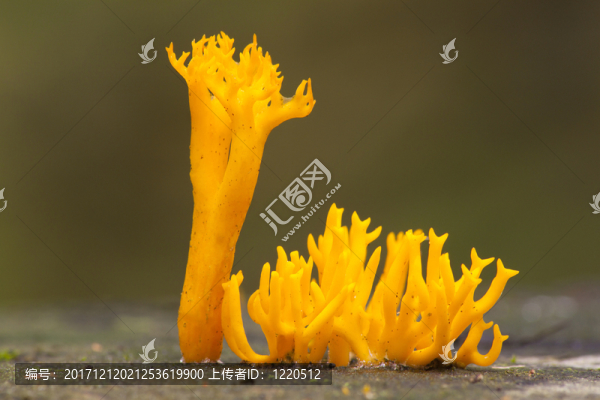 粘性的開花