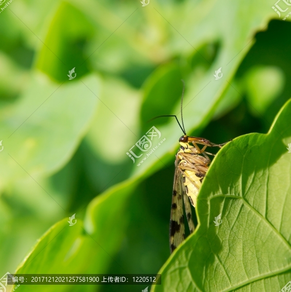 命令