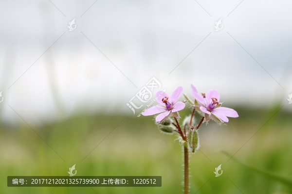 夏