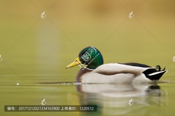 動物