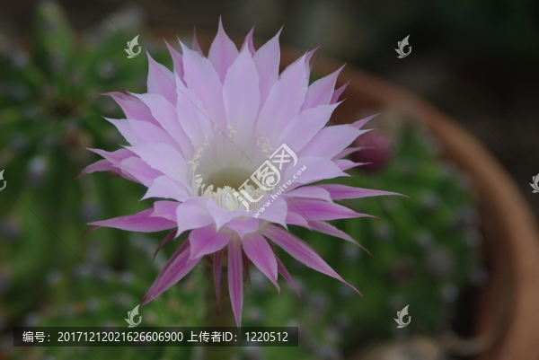沙漠