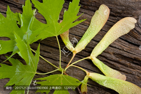 樹(shù)
