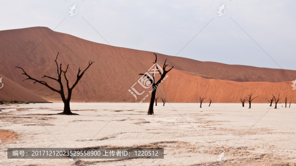 死vlei,,-,納米比亞