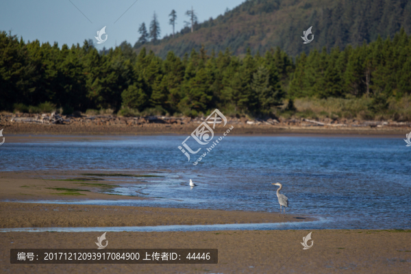 海岸濕地