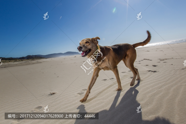 沙灘狗狗