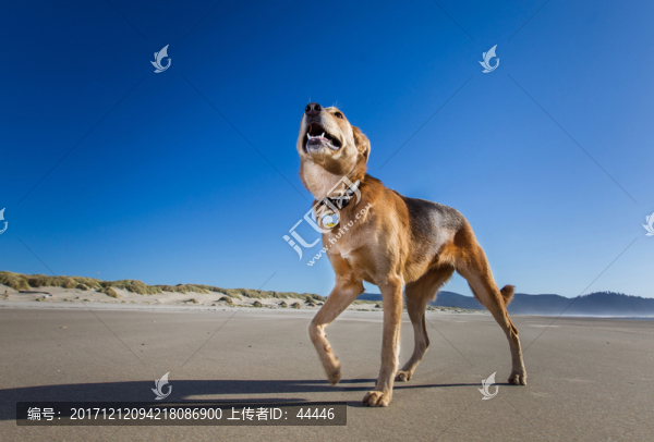 沙灘狗狗