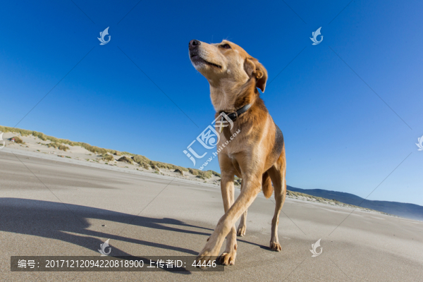 沙灘狗狗