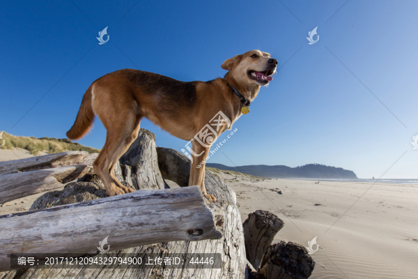 沙灘狗狗