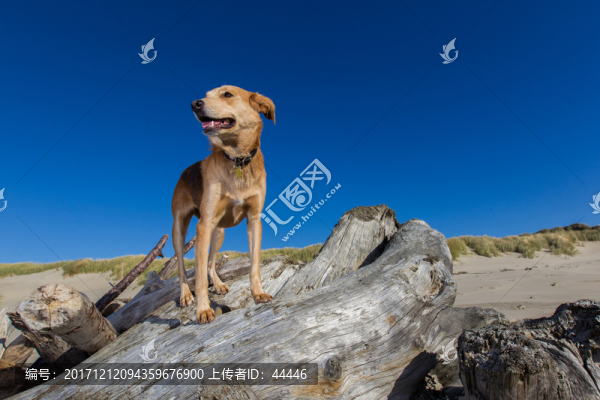 沙灘狗狗