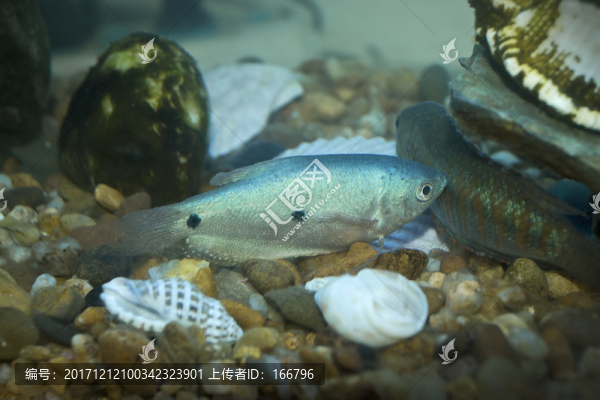 斗魚