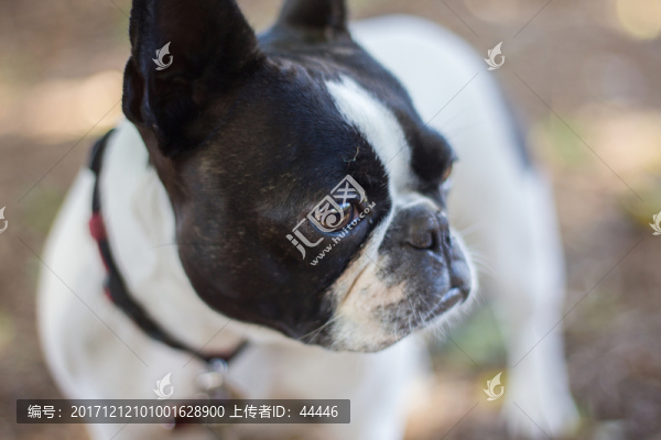 法國(guó)斗牛犬