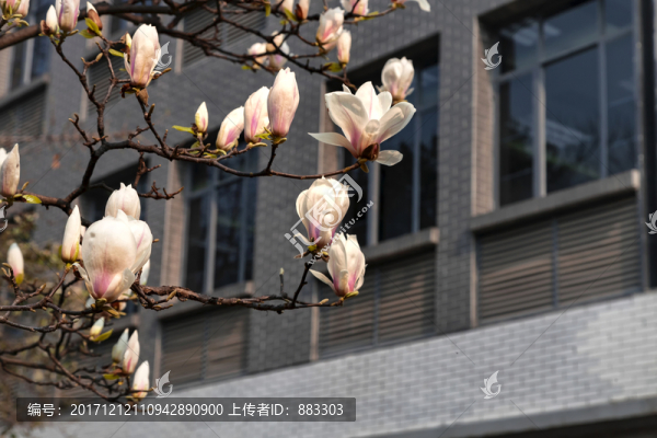 玉蘭花