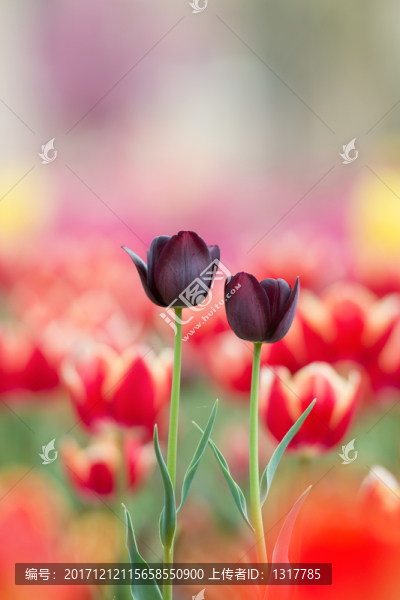 花卉
