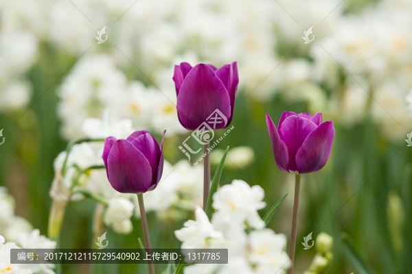 花卉