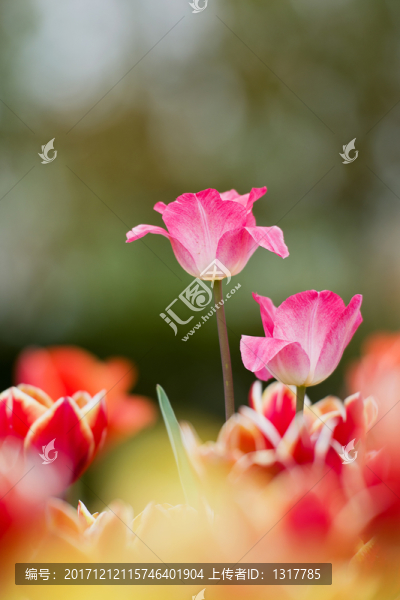 花卉