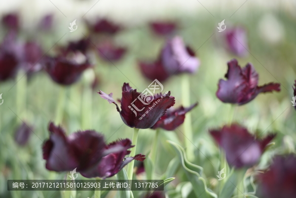 花卉