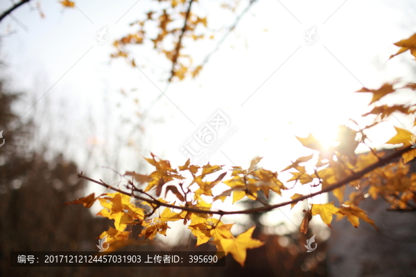 金黃色的樹葉