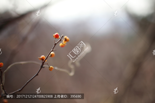 野果