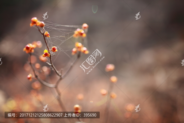 野果