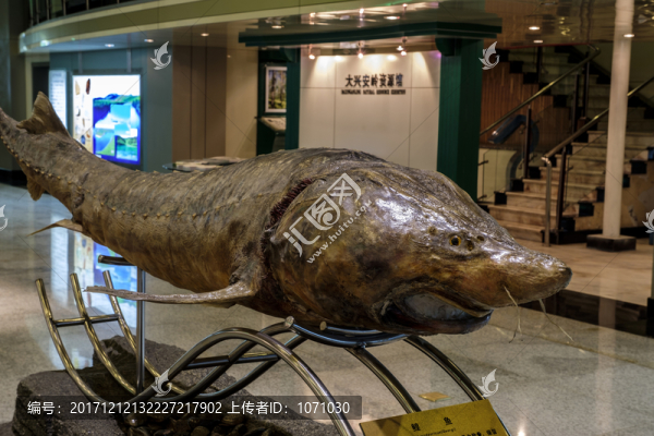 鰉魚標(biāo)本