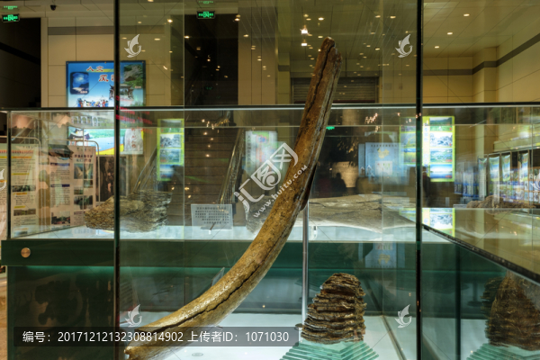 猛犸象牙標(biāo)本