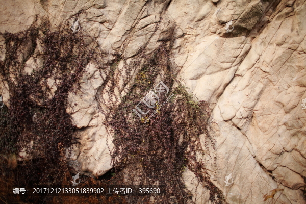 青島浮山植物