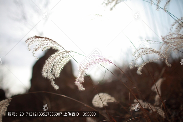 蘆花