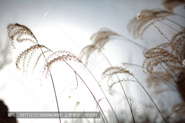 蘆花