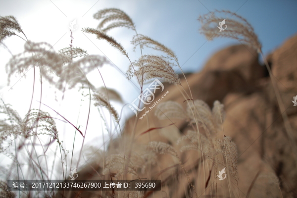 茅草