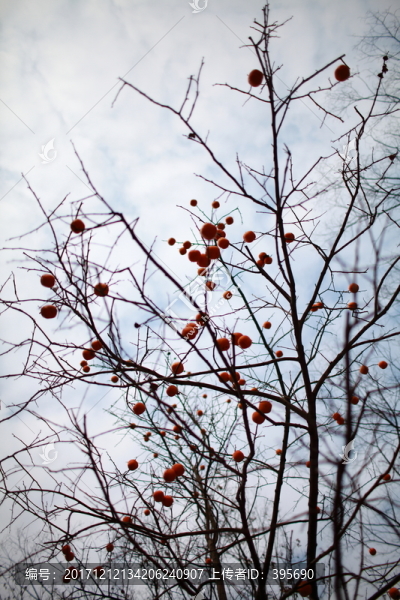 柿子樹(shù)