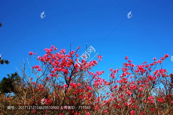 藍(lán)天杜鵑花,山花爛漫