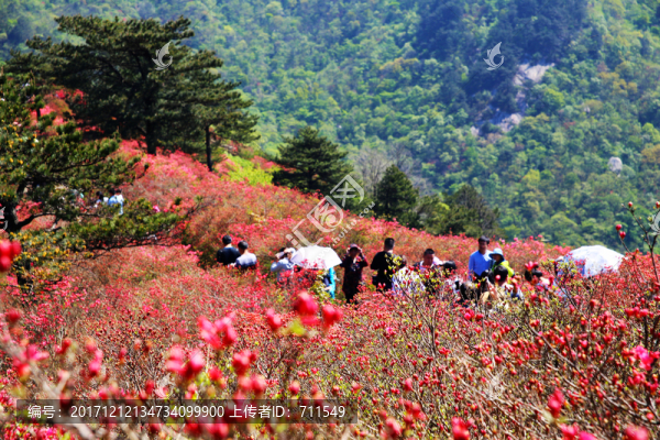 麻城龜山杜鵑花海