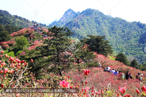 龜山杜鵑花海