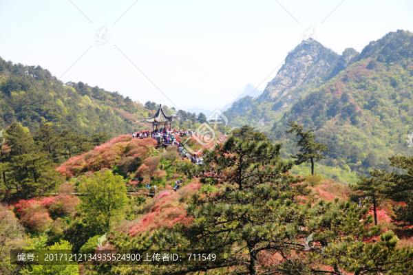 麻城龜山杜鵑花海