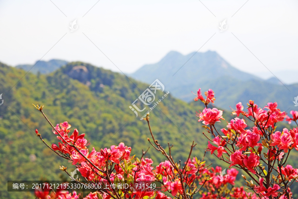 麻城龜山杜鵑花