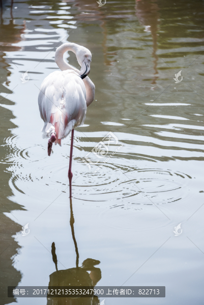 一只火烈鳥