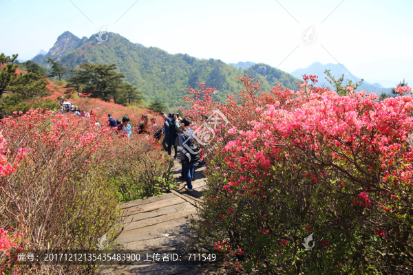 龜山杜鵑花海