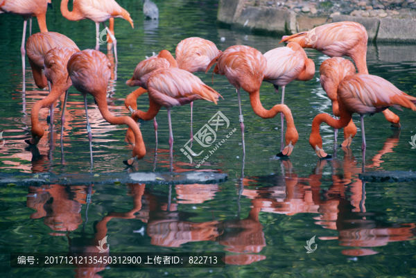 一群火烈鳥