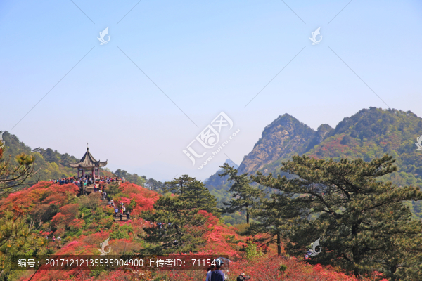 龜山杜鵑花海
