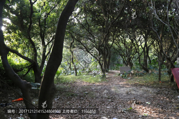 小公園破敗小公園小樹林