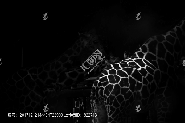 長頸鹿身體紋理