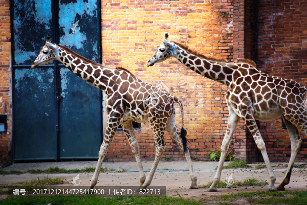 動物園長頸鹿