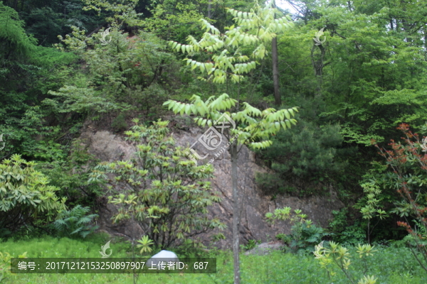 伯樂樹