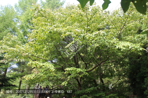 珙桐