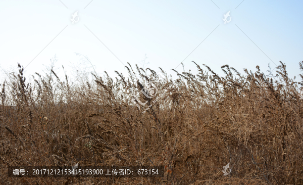 枯草