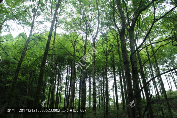 樹木森林